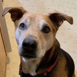 Meet your Posher, Griffin